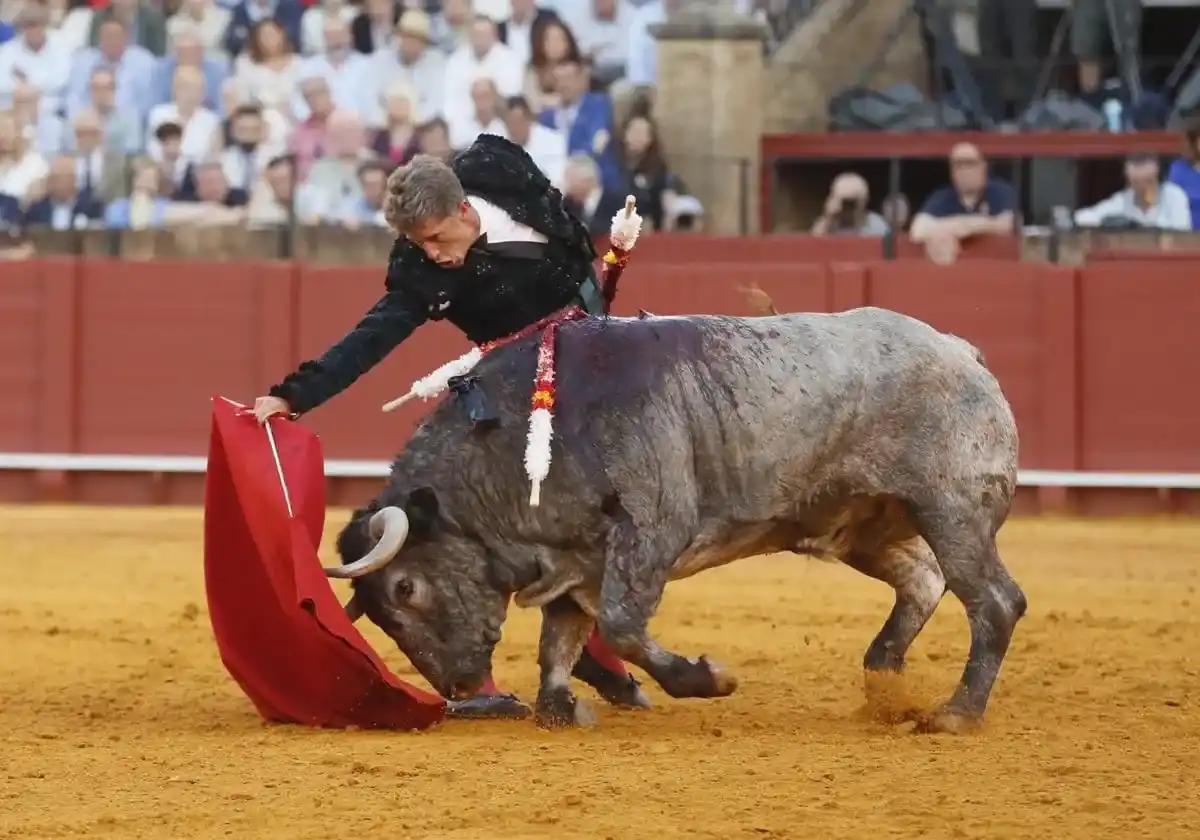 Toros